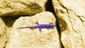 Artistic purple lizard on yellow boulders Royalty Free Stock Photo