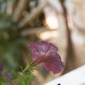 artistic purple petunia flowers in the garden