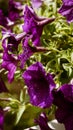 Artistic purple petunia flowers in the garden