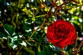 Artistic realistic illustration of red rose flower on green leafs background, nature floral close-up scenery with copyspace Royalty Free Stock Photo