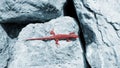 Artistic red lizard light blue boulders