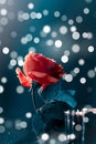 Artistic red rose flower with moody blue tones and background bokeh