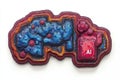 Artistic rendering of brain shaped cluster made of vivid blue red network structures AI core symbolizing artificial