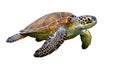 Artistic rendering emphasizes the turtle s form and texture with a Royalty Free Stock Photo