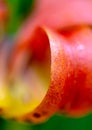 Artistic rendering of turks cap petal in full bloom