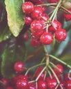 artistic round red chilli in the garden Royalty Free Stock Photo