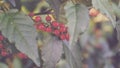 artistic round red chilli in the garden Royalty Free Stock Photo