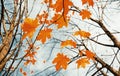 Artistic scene with Orange autumn leaves maple tree Royalty Free Stock Photo