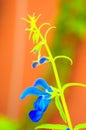 Artistic shot of blue flower