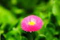 Artistic shot of purple flower