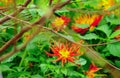 Artistic shot of red flower