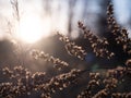Artistic shot, slightly blurred and with selective focus. Dry grass during sunset. Royalty Free Stock Photo