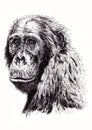 Artistic sketch of ape Royalty Free Stock Photo