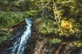 Artistic soft focus concept branch needle pine tree on blurred forest yellow and green foliage spring blossom season time nature