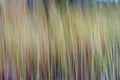 Artistic speargrass blur in Gubara, Kakadu National Park, Australia