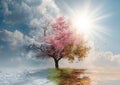 Four Seasons Tree: A Symbolic Representation of Time, Change, and Nature Royalty Free Stock Photo