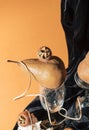 Artistic still life with pears and medlar. Creative poster and wallpaper concept