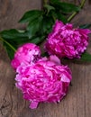 Artistic still life with pink peonies