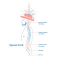 Artistic style anatomical spine vector illustration with conceptual decorative elements. Cervical,thoracic,lumber sections scheme Royalty Free Stock Photo