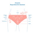 Artistic style female reproductive system vector illustration educational poster. Health and medicine labeled diagram