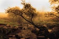 Artistic Sunset in Padley Gorge, Derbyshire