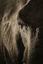 Artistic Symmetrical Elephant Portrait In Sepia Tone With Dramatic Backlighting Royalty Free Stock Photo