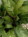 The artistic texture of the leaves of the ornamental plant Calathea Louisae Royalty Free Stock Photo