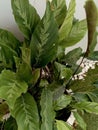 The artistic texture of the leaves of the ornamental plant Calathea Louisae (1st ) Royalty Free Stock Photo