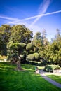 Artistic Tree Japanese Garden blue sky