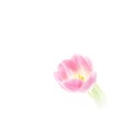 Artistic tulip (Tulipa) (55), close-up, high key, quadratic Royalty Free Stock Photo