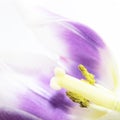 Artistic tulip (tulipa) (57), close-up Royalty Free Stock Photo