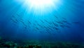 Schools of fish in rays of light Royalty Free Stock Photo