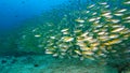 Artistic underwater photo of schools fish in the deep blue sea. Royalty Free Stock Photo