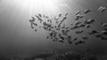 Schools of fish in rays of light Royalty Free Stock Photo