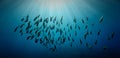 Schools of fish in rays of light Royalty Free Stock Photo