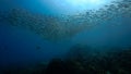 Large school of snappers fish underwater in blue colors