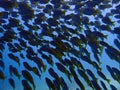 Underwater snappers fish wallpaper in abstract color