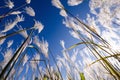 Artistic view looking up at white reeds against a blue sky Royalty Free Stock Photo