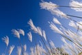 Artistic view looking up at white reeds against a blue sky in autumn Royalty Free Stock Photo