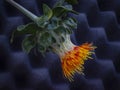 Artistic View of an Orange Safflower on Deep Blue