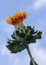 Artistic View of an Orange Safflower in the Sky