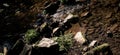 Artistic view over a clear riverbed with stones