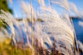 Artistic view of white reeds against a blue sky along a lake Royalty Free Stock Photo