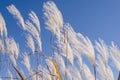 Artistic view of white reeds against a blue sky in a swamp Royalty Free Stock Photo