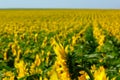 Artistic yellow sunflower field under blue sky and dynamic white clouds Royalty Free Stock Photo