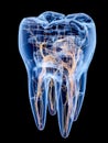 Artistic visualization of a dental interior with nerve and blood vessel network Royalty Free Stock Photo