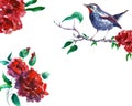 Watercolor spring and summer floral illustration with bird nightingale on tree branch and red flowers