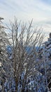 Is the artistic ways of mother nature in Winter Ice storm creation with Mountain vistas in background in Southern Vermont