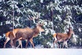 Artistic winter christmas natural image. Winter wildlife landscape with noble deers against winter forest Royalty Free Stock Photo