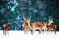 Artistic winter christmas natural image. Winter wildlife landscape with noble deers against winter forest